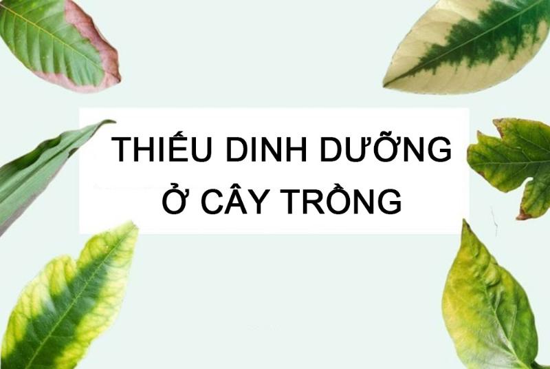 Hinh anh cay rau cai vang la do thieu dinh duong NPK